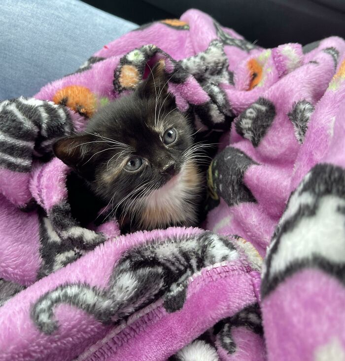 Brought Home This Little Girl Today