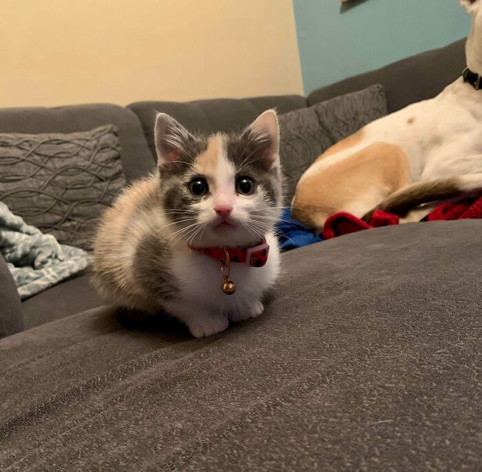 Our New Rescue… Meet Shrimp Smol Kitty, Big Attitude