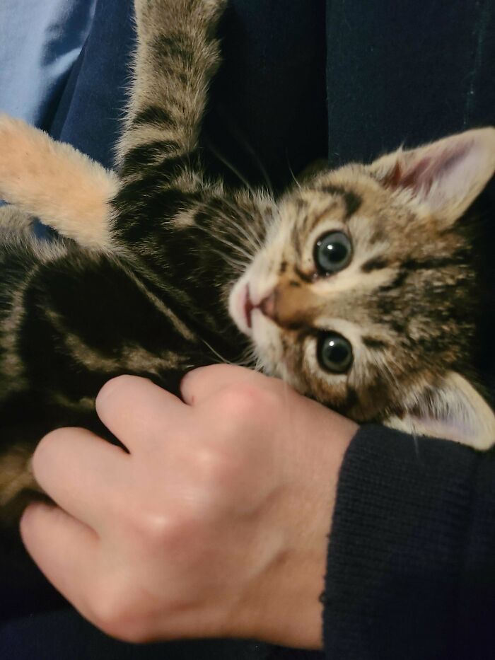 Marble Cupcake Aka Murder Mittens Aka Thanksgiving Rescue ... Is A Girl!