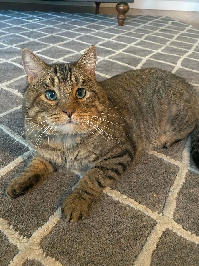 ¡Conoce a mi recién adoptado gato Benson! Fue castrado como adulto justo antes de que lo adoptara, así que tiene las mejillas más bonitas de un gato. ¡Sus ojos también son tan hermosos!