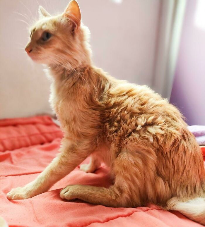 I Just Found This Cat On The Street And Adopted Him. I Would Like To Give Him A Name That Reminds Me Of The Sun. Any Suggestions?