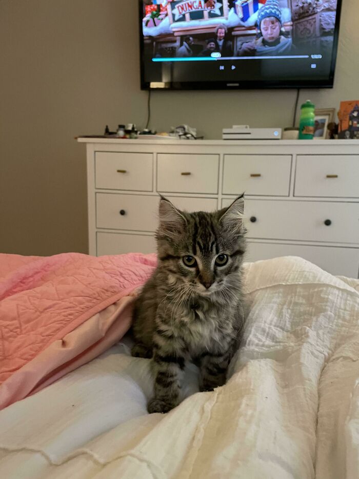 After Our Sudden Loss Of Our Sweet Boy, We Decided To Adopt This Little One. Meet Nala