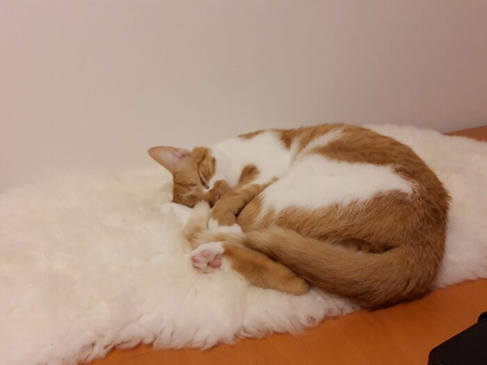 I Adopted A Cat Today. He Already Has A Few Favourite Spots To Chill In. Everyone, Meet Mumbo