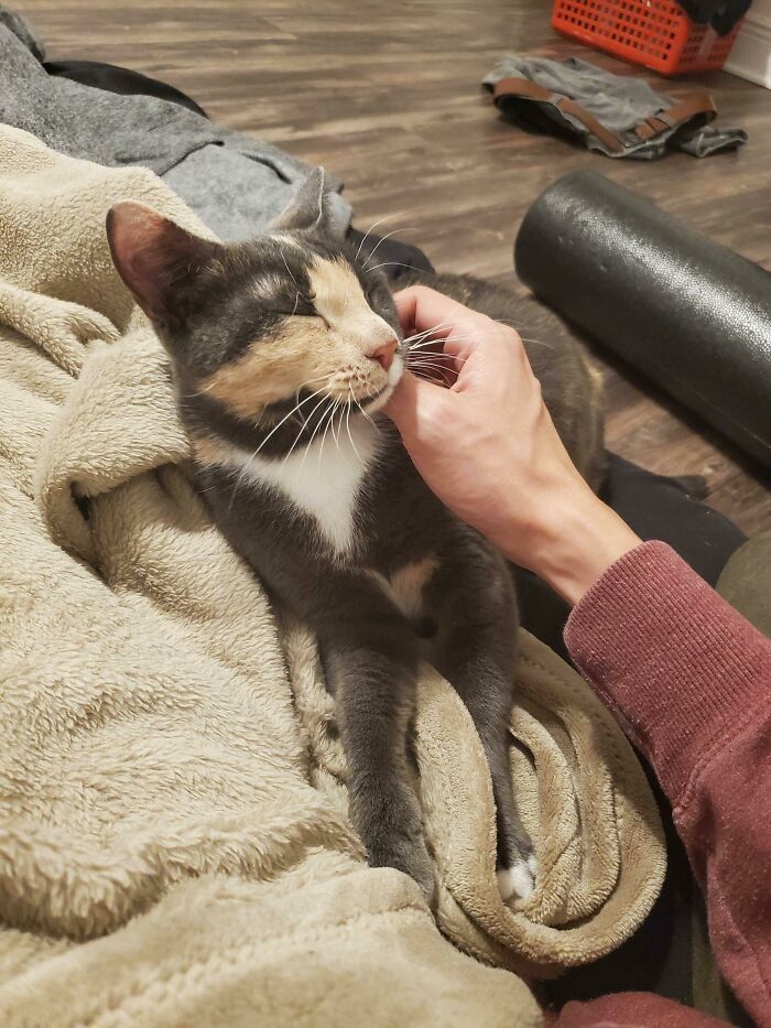 Adopted Curie Yesterday And She Won't Stop Making Biscuits