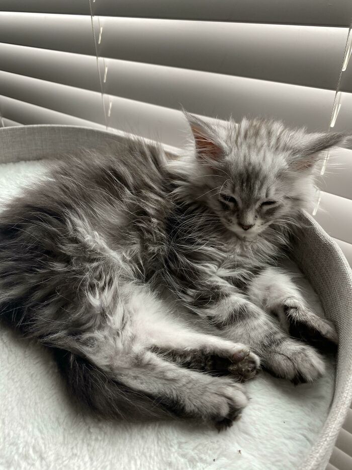 Just Adopted A New Kitten. Decided To Name Him Koda After The Cub In Brother Bear. He Reminds Me Of A Mcflurry