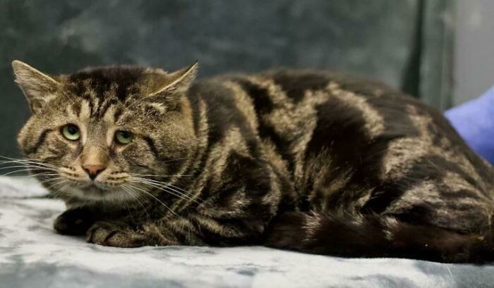 El gato Fishtopher encuentra un hogar definitivo después de que su anuncio de adopción se hiciera viral