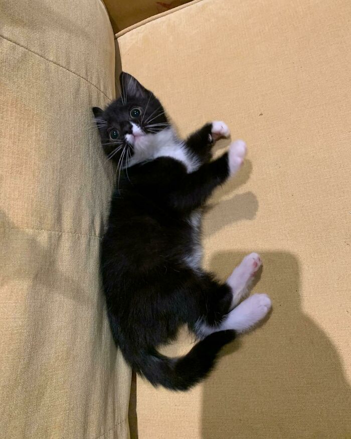 Meet Herbbie. She’s 12 Weeks Old And We Adopted Her Today From A Rescue. She Was Found With Her Mum And Brother When She Was 1 Day Old. She Nearly Lost Her Life And Is Half The Size Of Her Brother. She Joins Us And Our 3 Black Cats