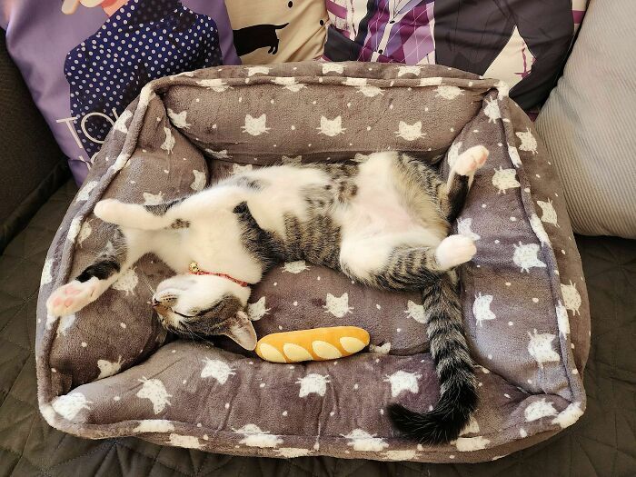 I Haven't Had A Cat In 15 Years, But I Finally Buckled Down And Adopted This Baby, Say Hello To Mei!