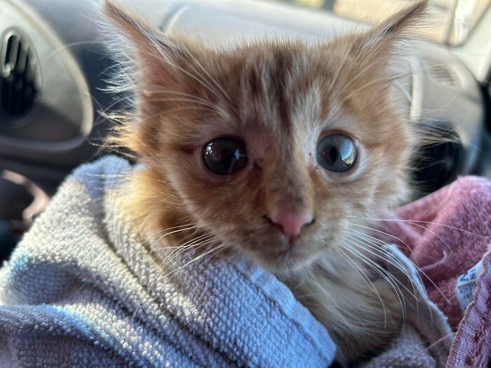 Ayer rescatamos del frío a un gatito que estaba en el granero