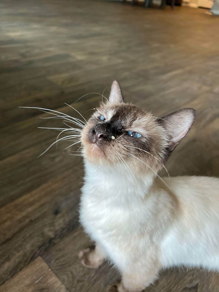 Rescued A Dumpster Diving Kitten Last Night