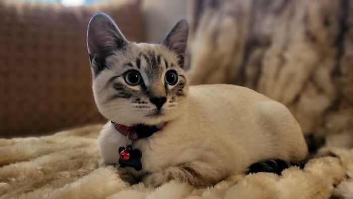 My Mom's New Rescue Kitten, Jasper