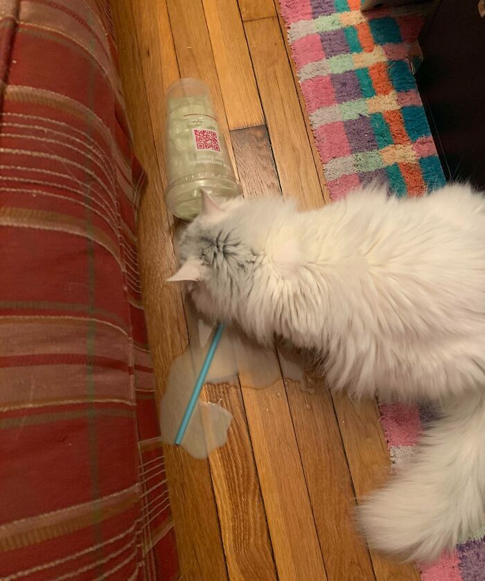 Revenge For Taking Her To The Vet Earlier?