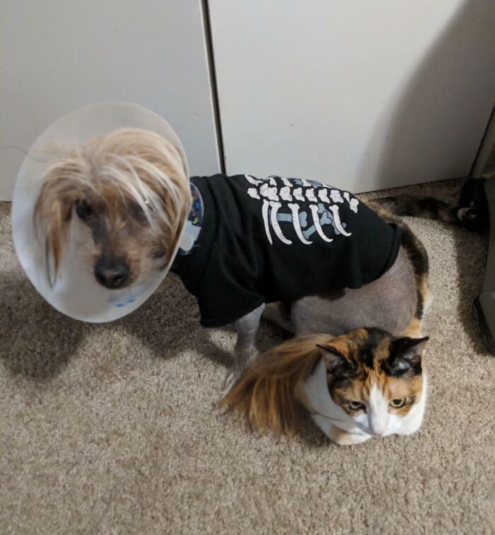 A Moment Of Payback. She Harasses The Dog Daily, So She Deserves The Jerk Reference