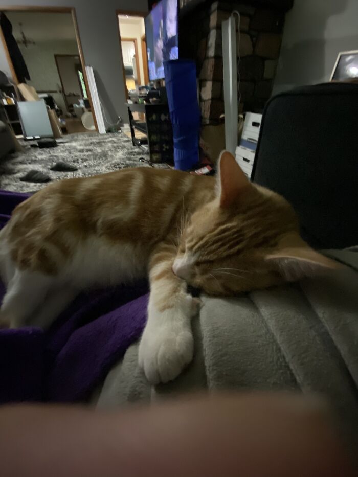 This Is The Only Pic I Have Of French Fry’s Feet, And He Won’t Let Me See His Beans. Rude