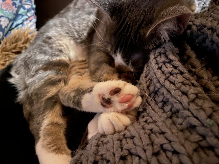 She Has Pink, Purple And Pink & Purple Lil’ Beans