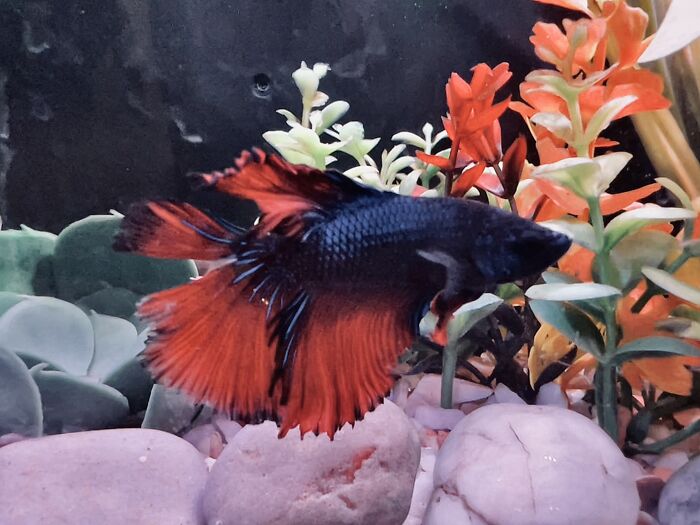 Hi! My Name Is Sushi