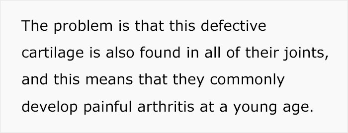 Veterinary Surgeon Reveals Cat And Dog Breeds He'd Never Buy And Explains Why Veterinary Surgeon Reveals Cat And Dog Breeds He'd Never Buy And Explains Why