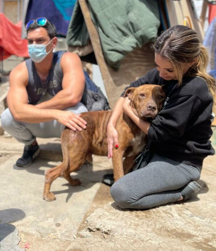 This Pit Bull Was Horrifically Abused For 10 Years Before He Found His Peace When Taken Into The Hands Of Kind-Hearted People This Pit Bull Was Horrifically Abused For 10 Years Before He Found His Peace When Taken Into The Hands Of Kind-Hearted People