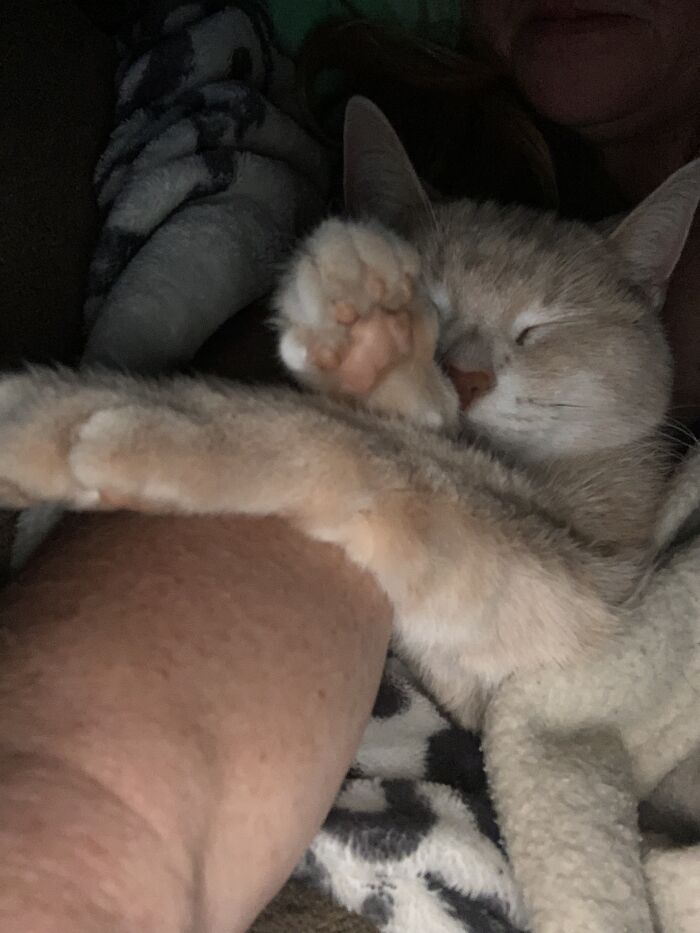 Suki Is A Talker. She Is A Grandma Lol. And She Absolutely Cuddles Me Every Night Like A Baby. I Have Missed Social Events Because My Old Lady Is Snuggling Too Good!