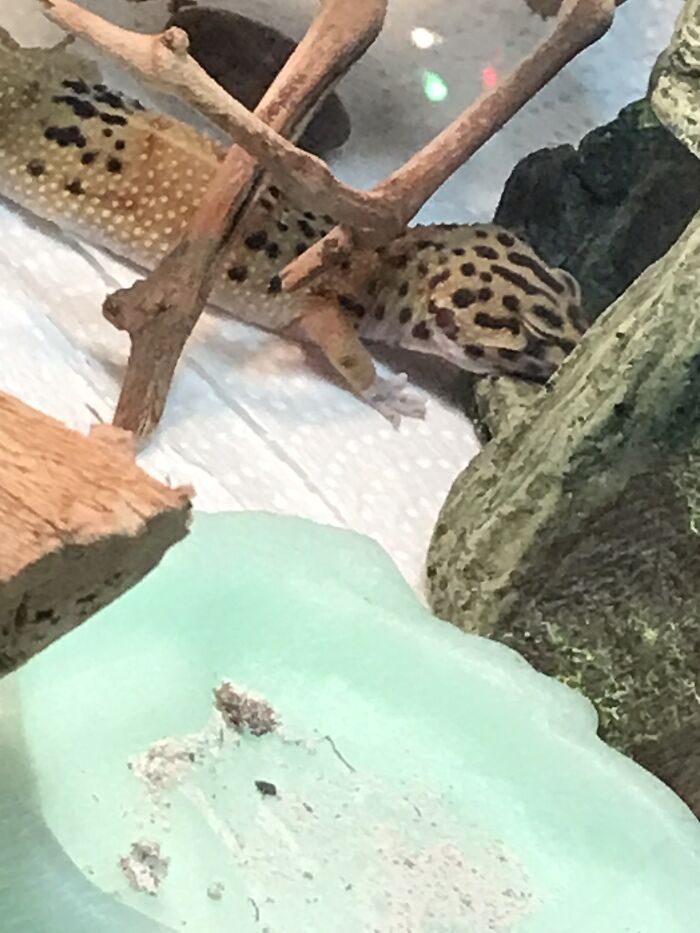 Olly’s Favourite Spot To Sleep: Nose First In Her Rock Castle