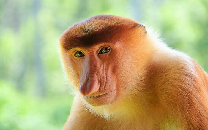 The Proboscis Monkey Or Long-Nosed Monkey, Known As The Bekantan In Indonesia, Is A Reddish-Brown Arboreal Old World Monkey That Is Endemic To The Southeast Asian Island Of Borneo