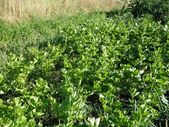 30 Ingredients That People Wish They’d Started Using Earlier Because They Are So Good, As Shared In This Online Group