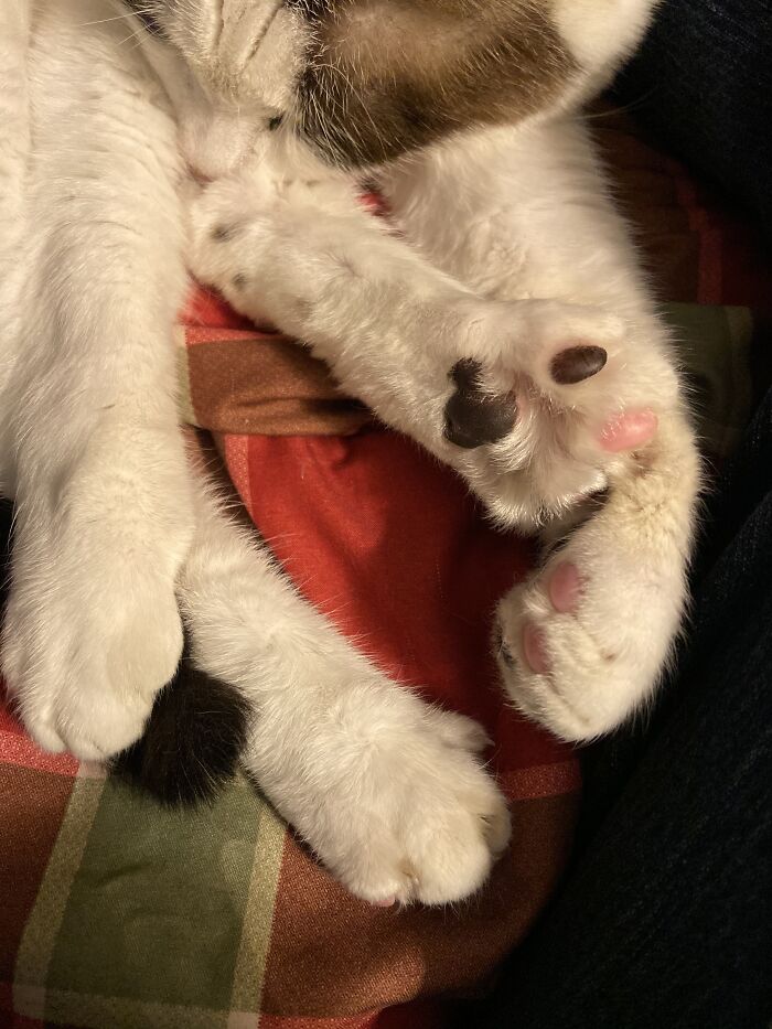 Multi Colored Jelly Beans