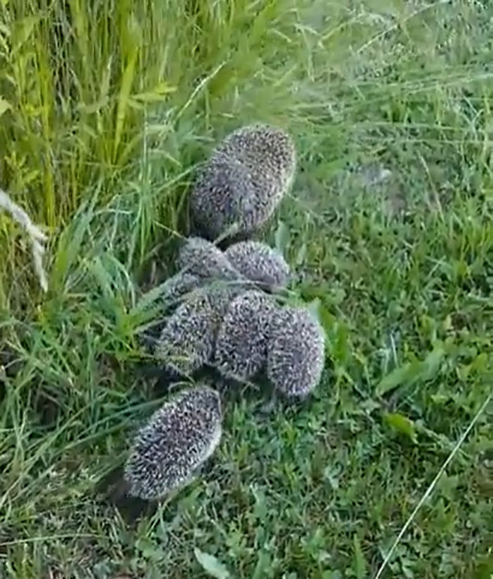 Hedgehogs Have Gestational Periods Ranging From 35 To 58 Days, Depending On The Species, And They Typically Have From 3 To 6 Babies, Called Hoglets