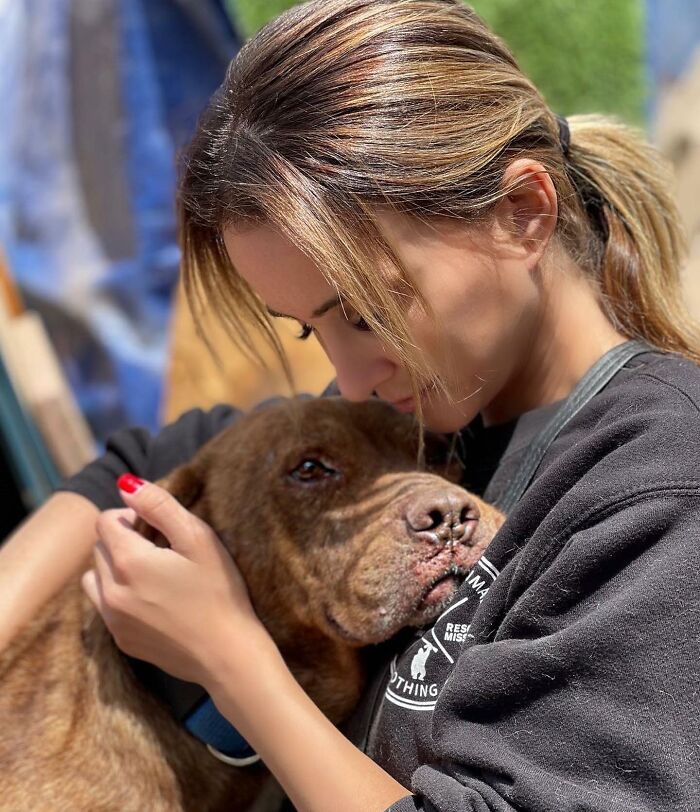 This Pit Bull Was Horrifically Abused For 10 Years Before He Found His Peace When Taken Into The Hands Of Kind-Hearted People This Pit Bull Was Horrifically Abused For 10 Years Before He Found His Peace When Taken Into The Hands Of Kind-Hearted People