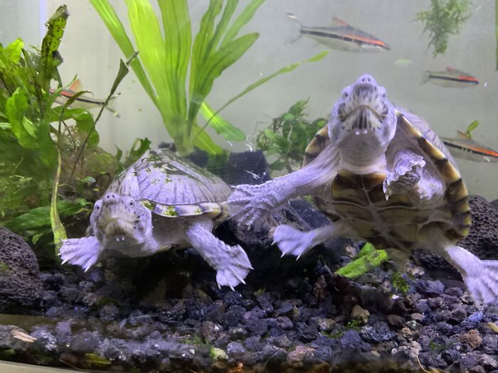 Hi, We Are Alice And Arthur, And We Can Do Tricks Like Nose-Booping And Swimming In Circles:d