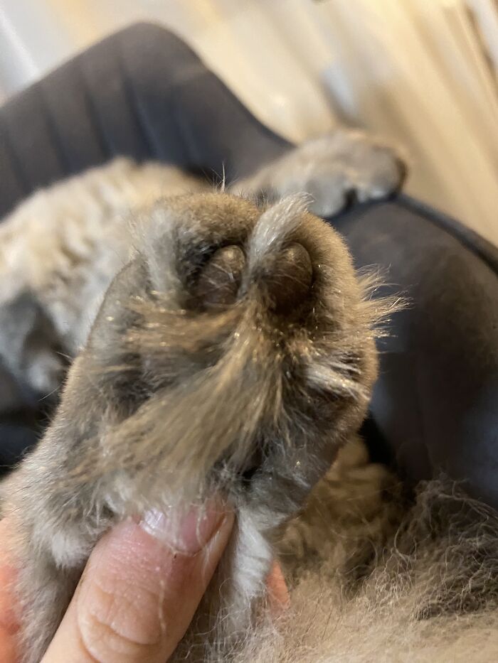 They’re Quite Fluffy…