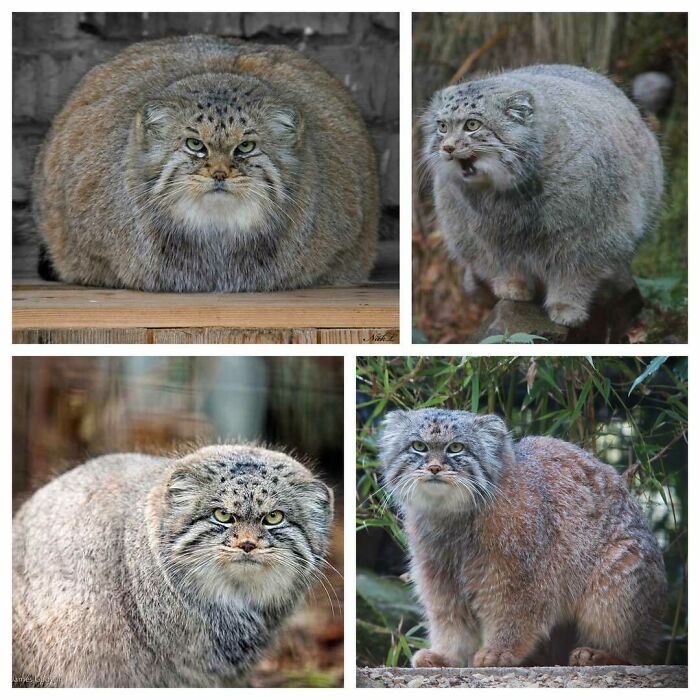 El gato de Pallas (Otocolobus Manul), también llamado Manul, es un pequeño gato salvaje con una distribución amplia pero fragmentada en las praderas y estepas montañosas de Asia Central
