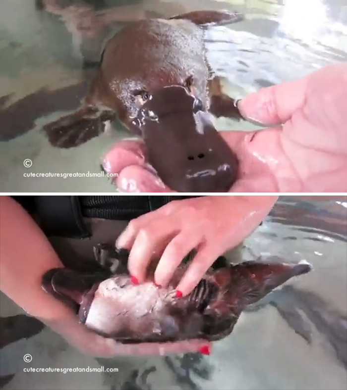 Los ornitorrincos son extremadamente cariñosos y tienen el sueño más prolongado de todos los animales (5,8-8 H/día)