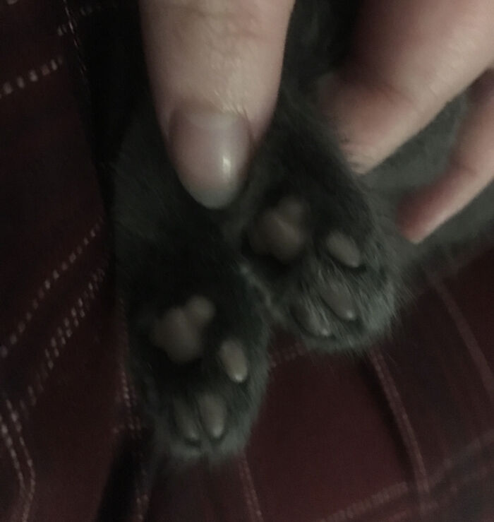 Teeny Tiny Beanies