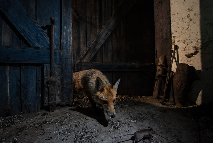 Roxy Watches The Mouse