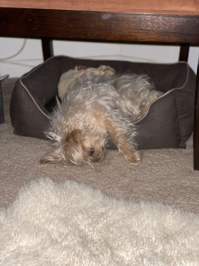 Knocked Out Cricket!