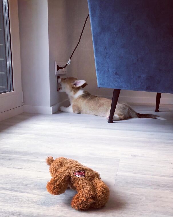 Meet Kobis - A Corgi That Knows Over 60 Tricks Including Riding A Skateboard, Painting, Playing Basketball And More