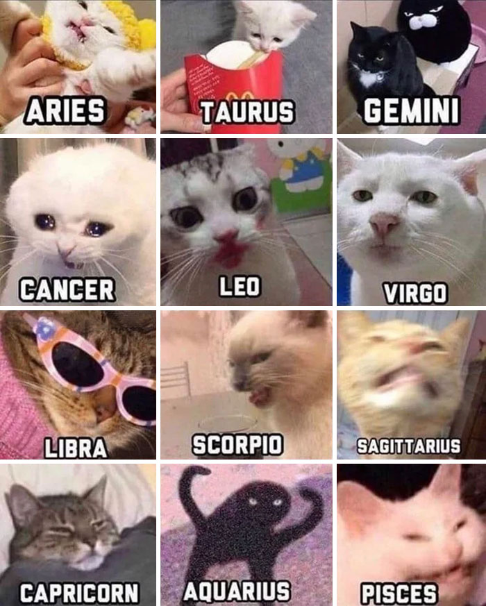 All zodiac signs as cats meme