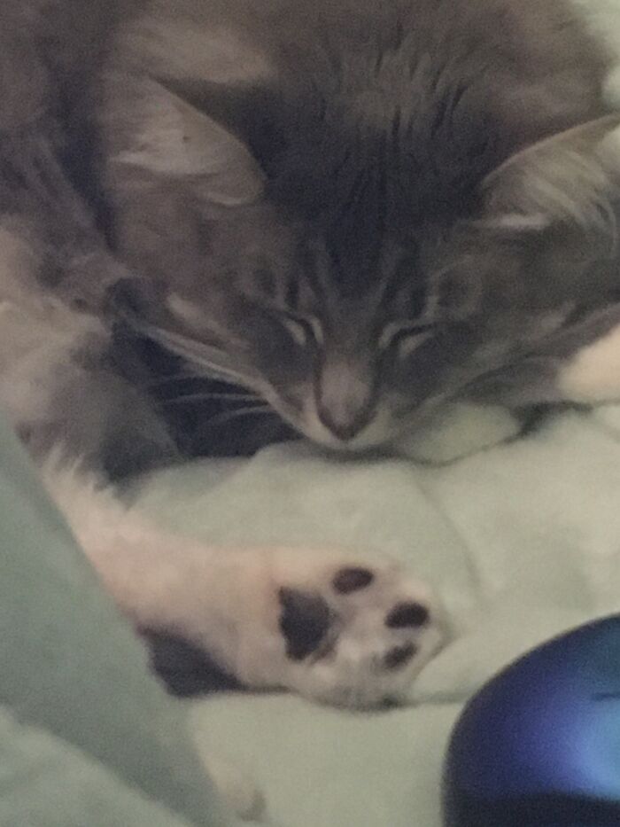 My Cat Opal, I Love Her