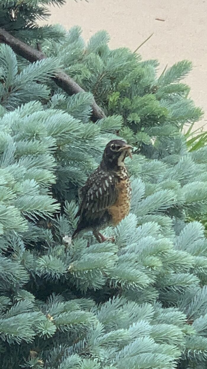 These Baby Birds We Had In Our Yard Last Spring