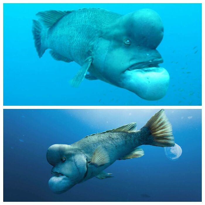 The Asian Sheepshead Wrasse, Semicossyphus Reticulatus, Is A Species Of Wrasse, One Of The Largest, Native To The Western Pacific Ocean