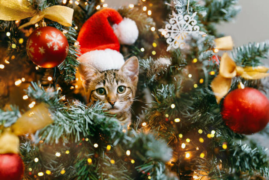 A Gorgeous Christmas Tree With Red Glass Balls And Light Garlands Peeks Out From The Branches With A Cat Wearing A Santa Hat.