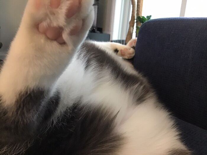 Moo’s Toe Beans