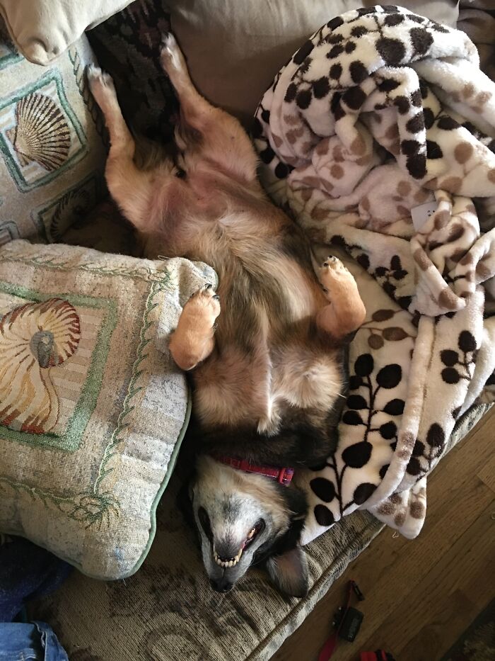 Izzy Is A Corgi/German Shepherd Mix. She Looks Like An Over-Stuffed Sausage, And Barks At Everything That Moves. But I Love Her Anyway!