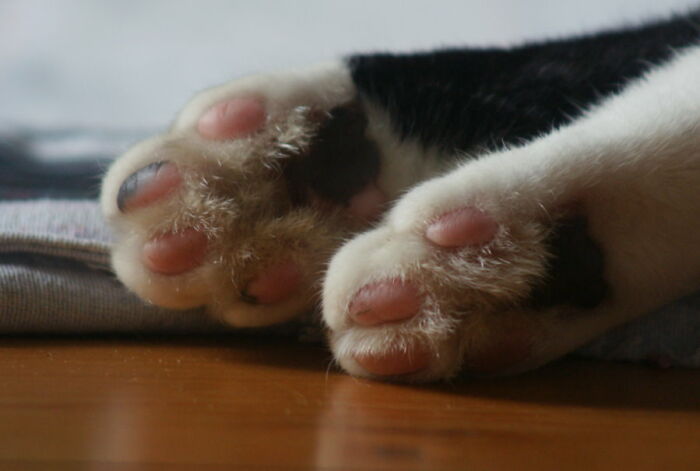 My Cat Aari's Cute Beans