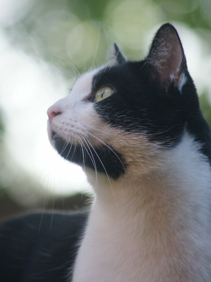 My Very, Very Shy Boy Aari Checking Out The Garden For The First Time