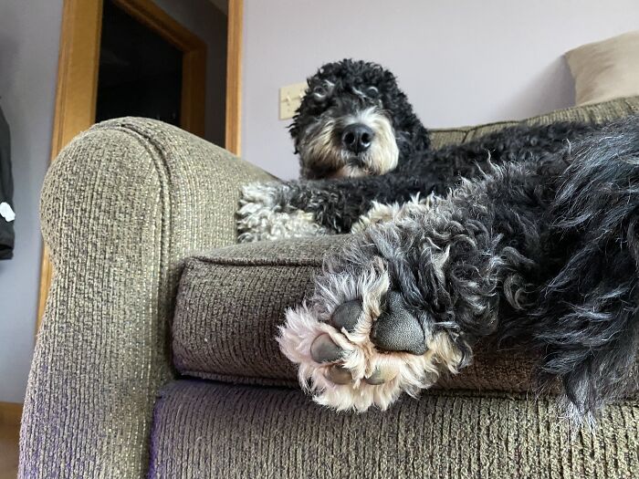 Xl Stetson Toe Beans