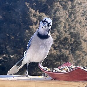 tonimarieterry avatar