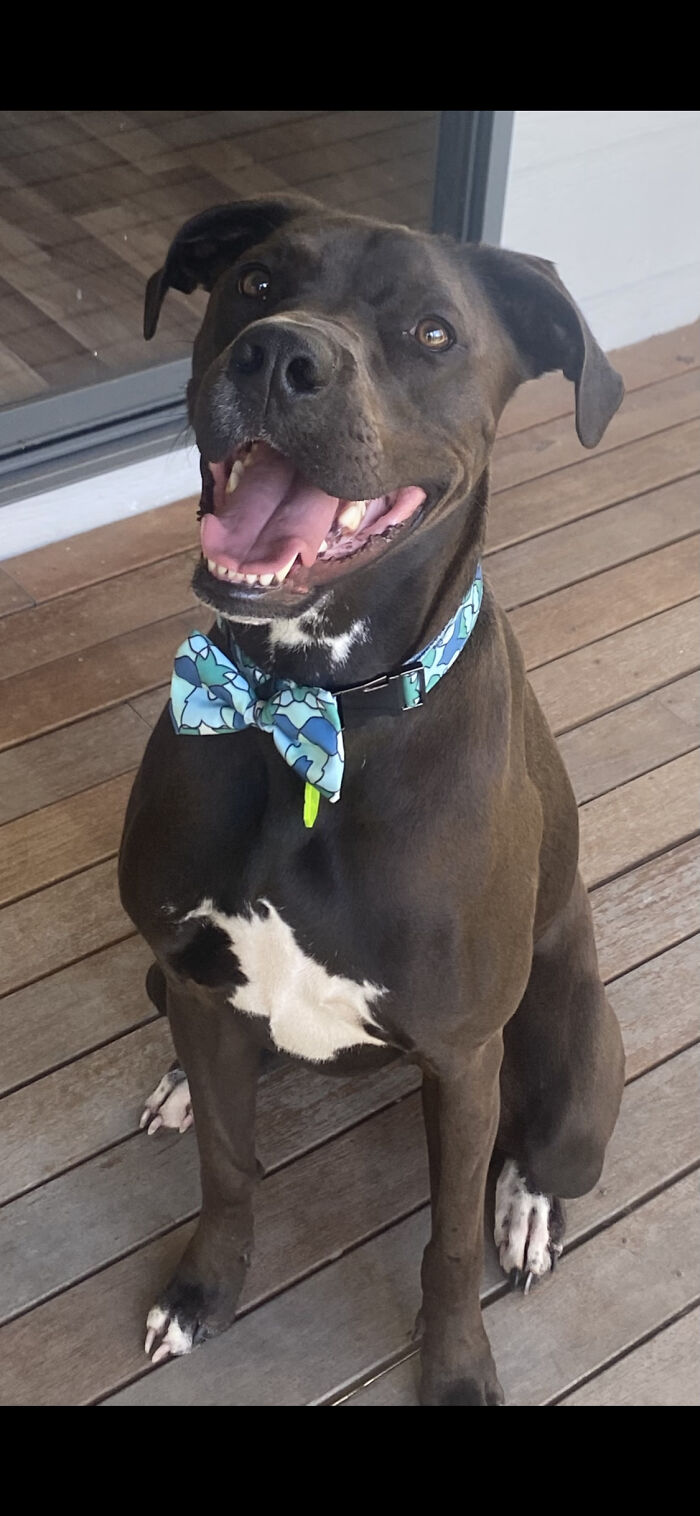 Hello I’m Rollie I Am Here For The Dog Food Tasting Job