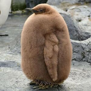 katherineceruti avatar